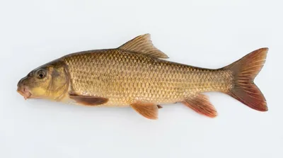 River redhorse