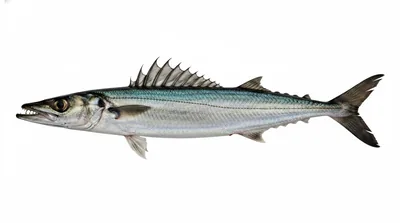 Leionura atun — Thyrsites atun