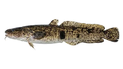 Burbot
