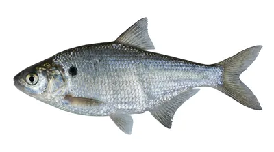 American gizzard shad — Dorosoma cepedianum