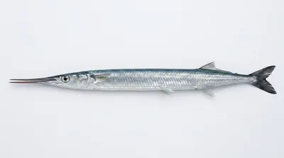 Garfish