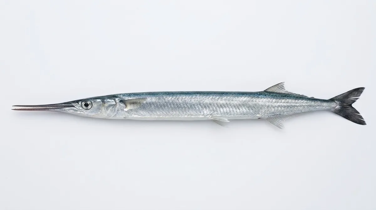 Garfish — Belone belone