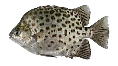 Scatophagus argus