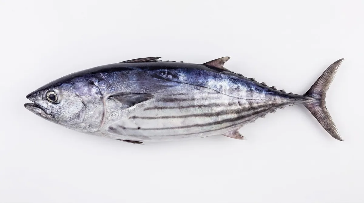 Skipjack tuna — Katsuwonus pelamis