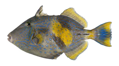 Freycinet's leatherjacket