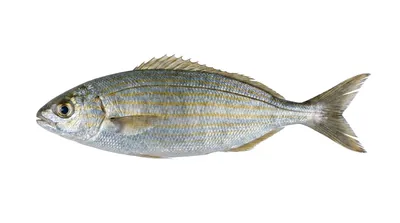 Salema porgy