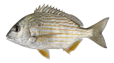 Western Atlantic seabream