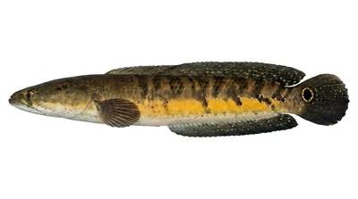 Emperor snakehead
