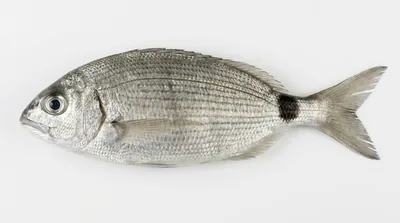 Saddled seabream