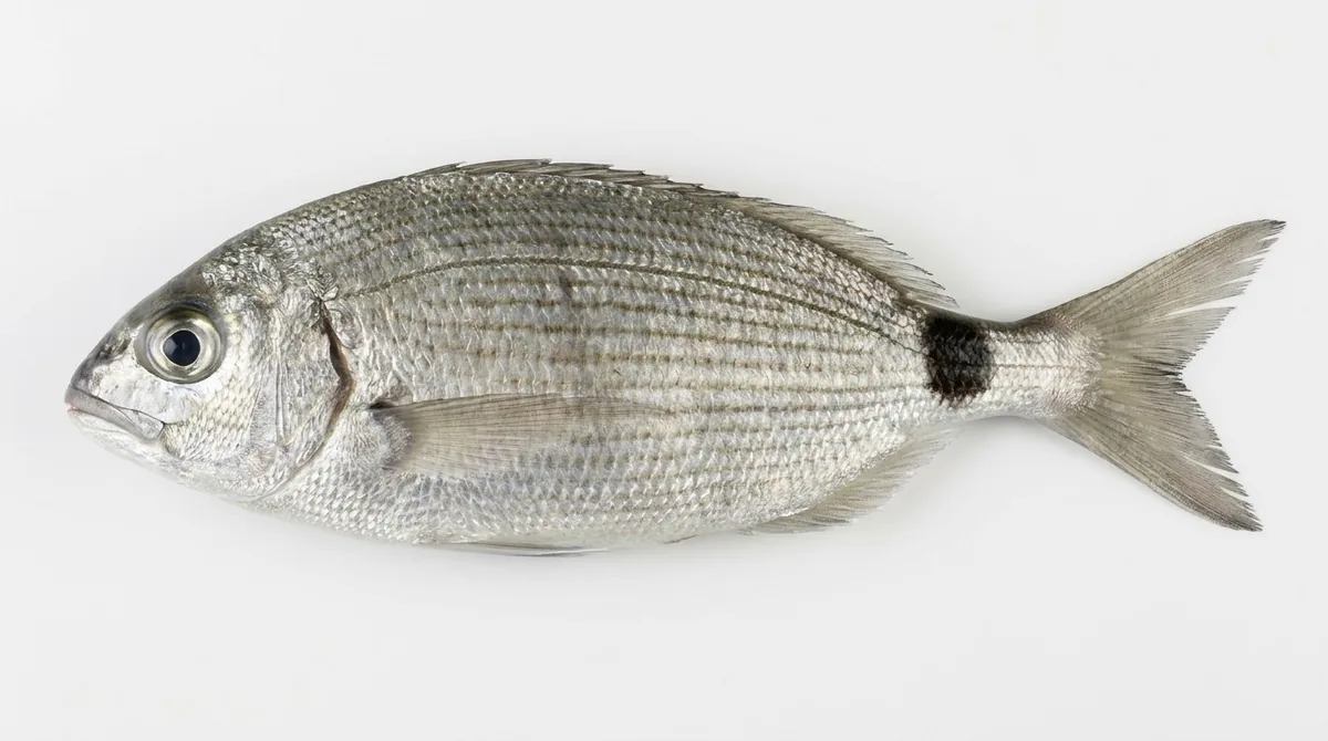 Saddled seabream — Oblada melanurus