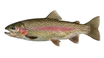 Oncorhynchus mykiss X Oncorhynchus clarkii — Oncorhynchus mykiss X Oncorhynchus clarkii