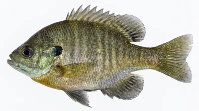 Bluegill