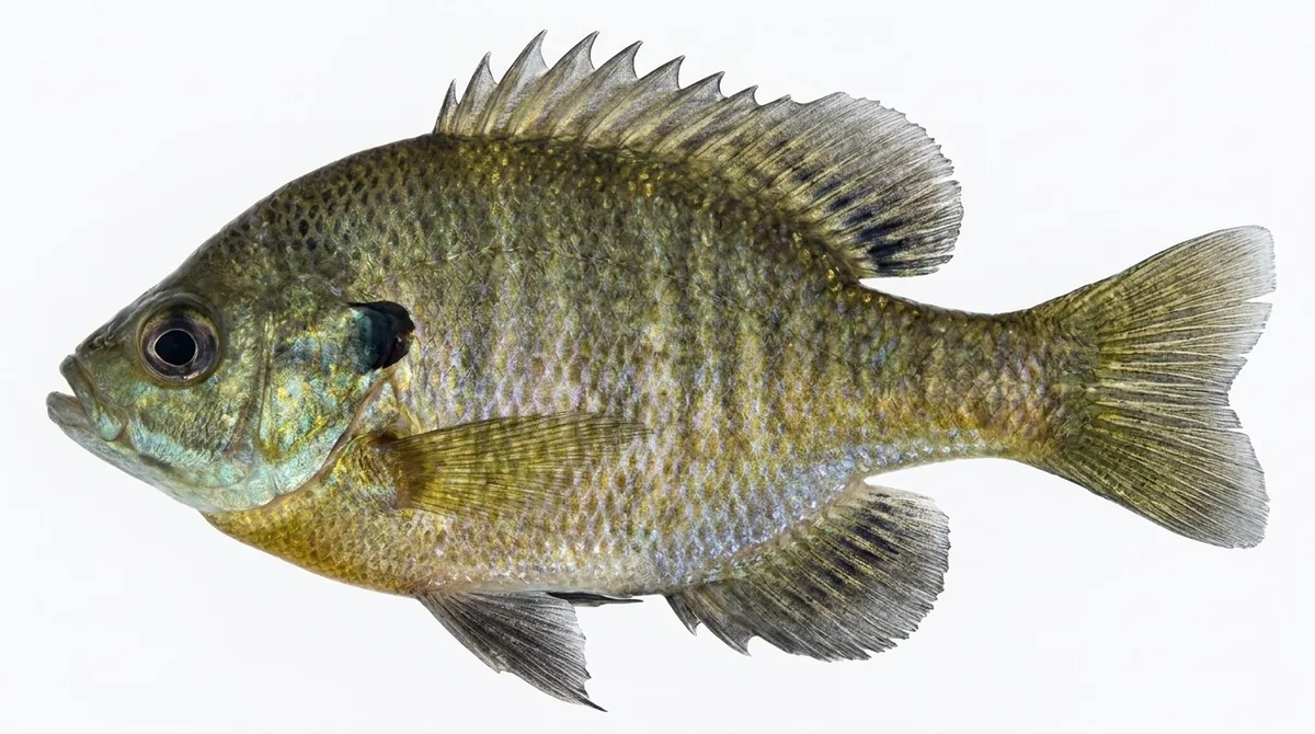 Bluegill — Lepomis macrochirus