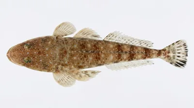 Bluespotted flathead