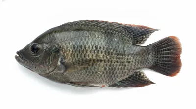 Mozambique tilapia