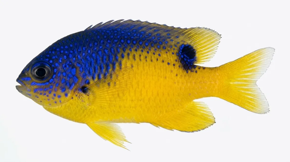 Beaugregory — Stegastes leucostictus