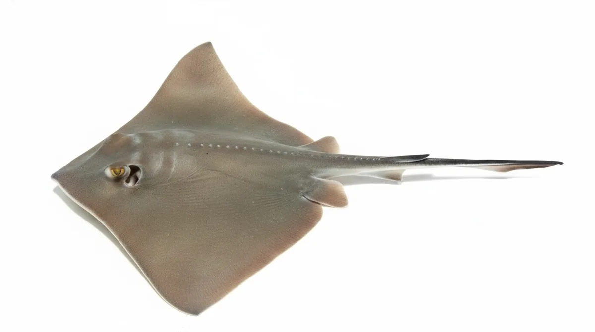 Common stingray — Dasyatis pastinaca