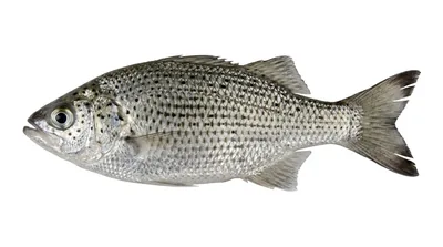 Rock flagtail — Kuhlia rupestris