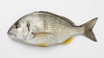 Goldlined seabream
