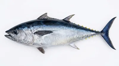 Atlantic bluefin tuna