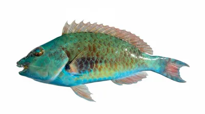 Redtail parrotfish