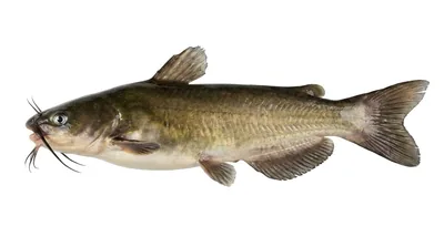 White bullhead