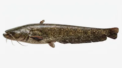Wels catfish