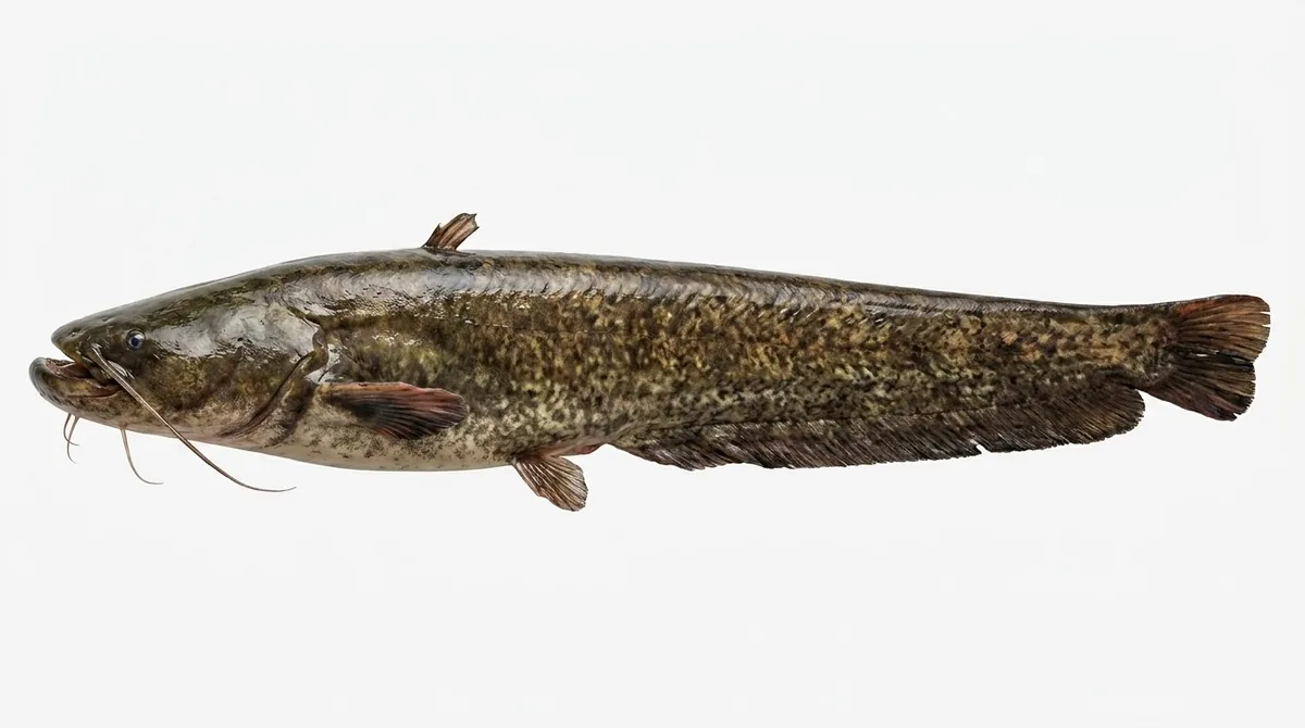 Wels catfish — Silurus glanis