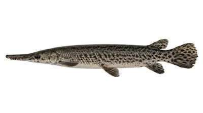 Florida gar