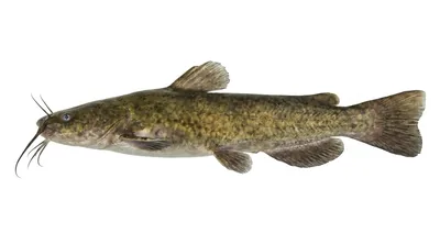 Flathead catfish