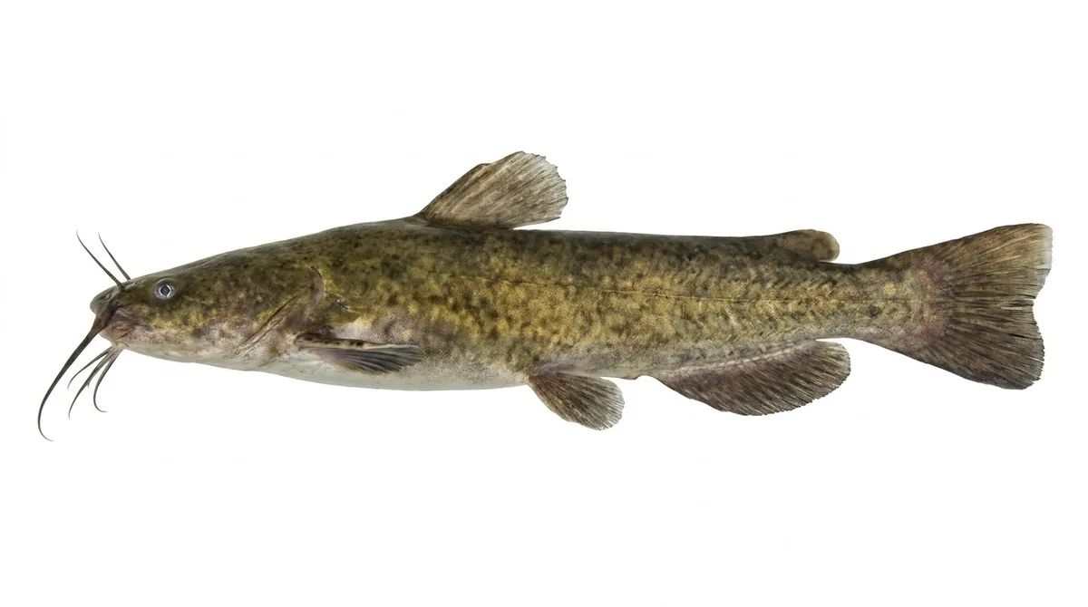 Flathead catfish — Pylodictis olivaris
