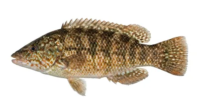 Ballan wrasse