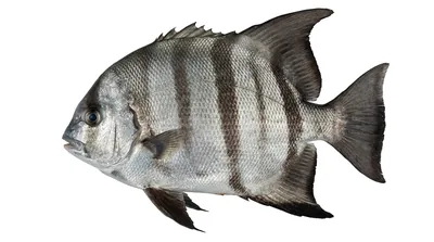 Atlantic spadefish