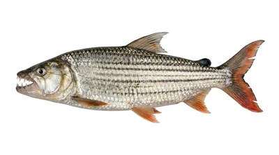 Hydrocynus vittatus