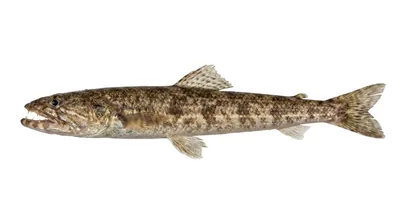 Inshore lizardfish — Synodus foetens