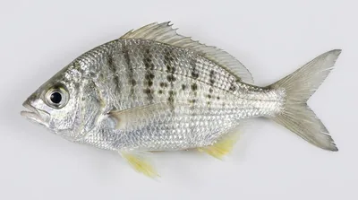 Yellowfin mojarra — Gerres cinereus