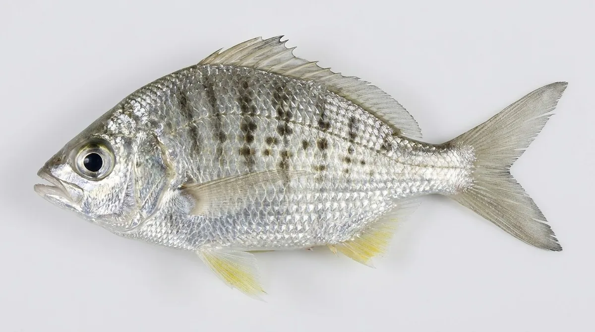 Yellowfin mojarra — Gerres cinereus