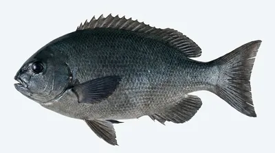 Black drummer — Girella elevata