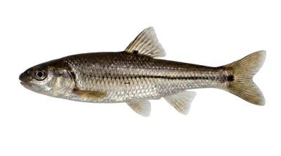 Creek chub