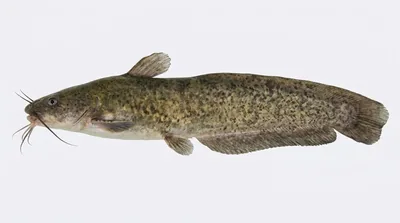 Eel-tailed catfish