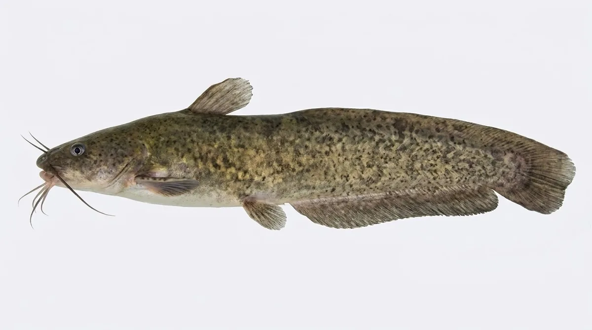Eel-tailed catfish — Tandanus tandanus
