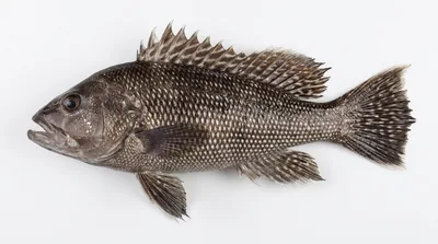 Black sea bass