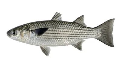 Squaretail mullet