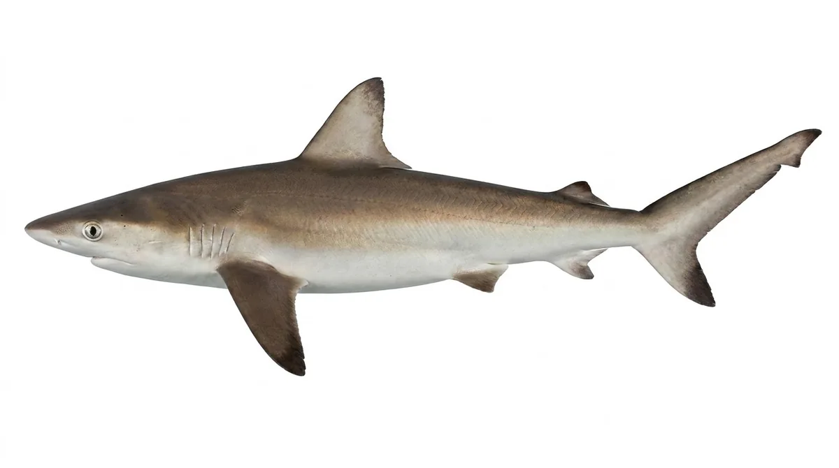 Spot-tail shark — Carcharhinus sorrah