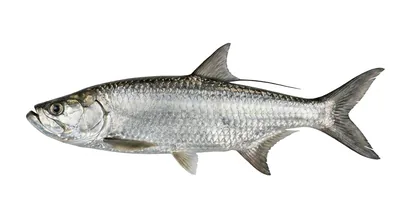 Atlantic tarpon