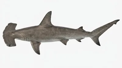 Smooth hammerhead