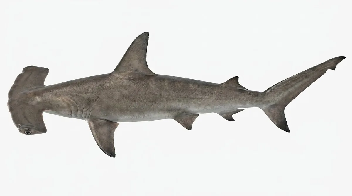 Smooth hammerhead — Sphyrna zygaena
