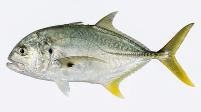 Crevalle jack