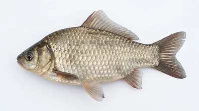 Prussian carp