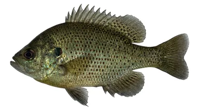 Spotted sunfish